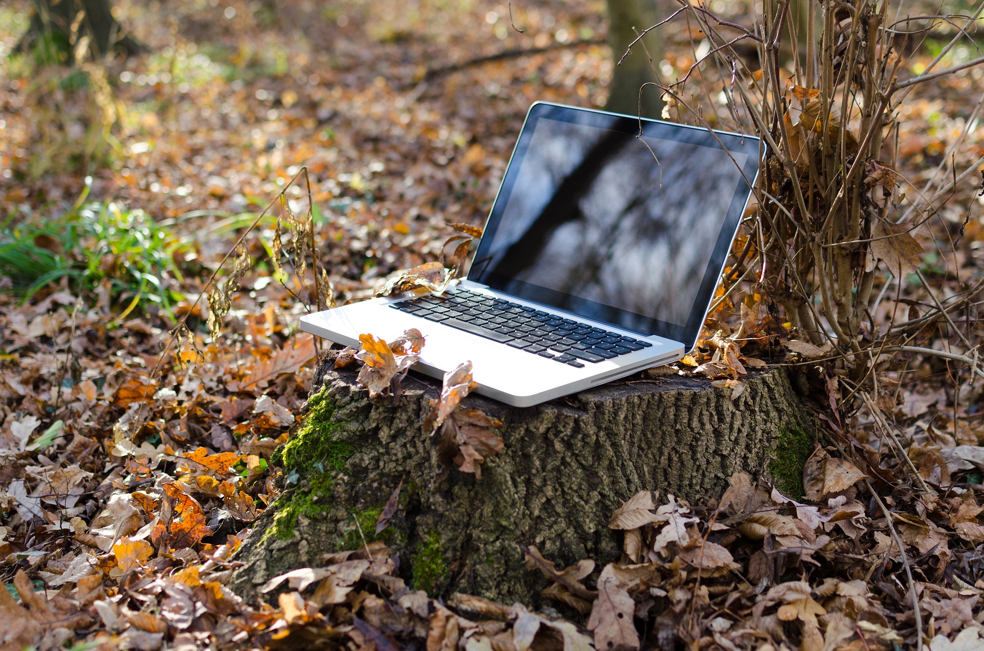 laptop outside on tree stump